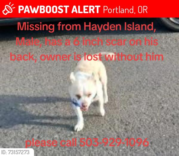 Lost Male Dog last seen Mobile home park Hayden Island, Portland, OR 97217