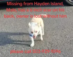 Lost Male Dog last seen Mobile home park Hayden Island, Portland, OR 97217