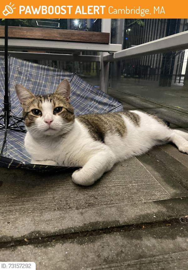 Found/Stray Unknown Cat last seen Mather hse, Cambridge, MA 02138