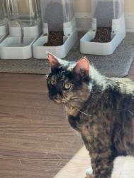 Reunited Female Cat last seen SR13 near Weedmans Grocery, St. Johns County, FL 32092