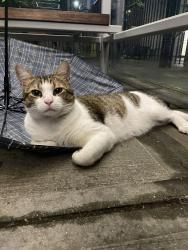 Found/Stray Unknown Cat last seen Mather hse, Cambridge, MA 02138
