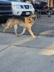 Found/Stray Male Dog last seen Near S Atlantic Blvd, Los Angeles, CA 90022, East Los Angeles, CA 90022