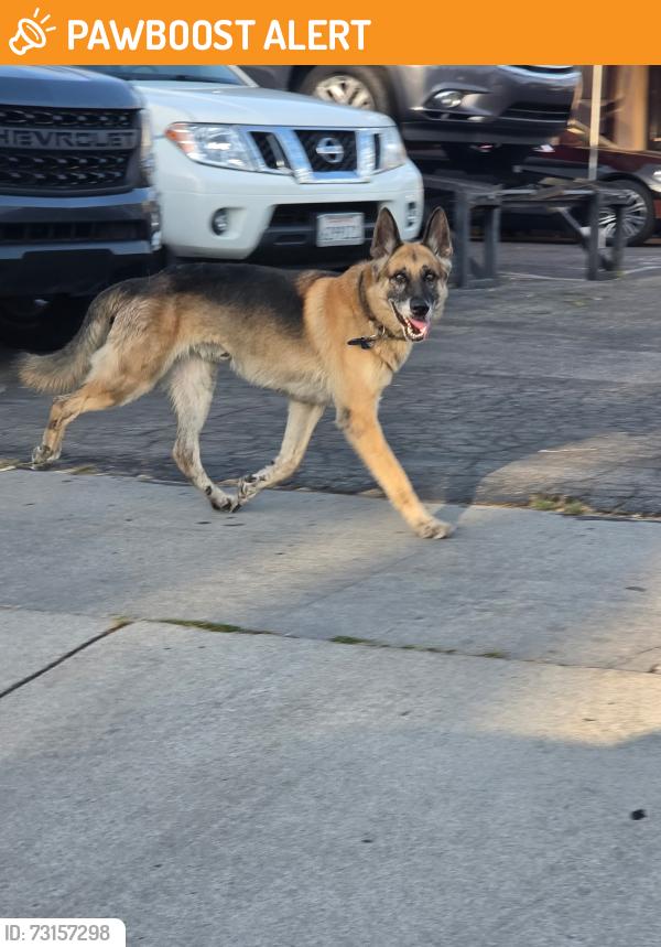 Found/Stray Male Dog last seen Near S Atlantic Blvd, Los Angeles, CA 90022, East Los Angeles, CA 90022