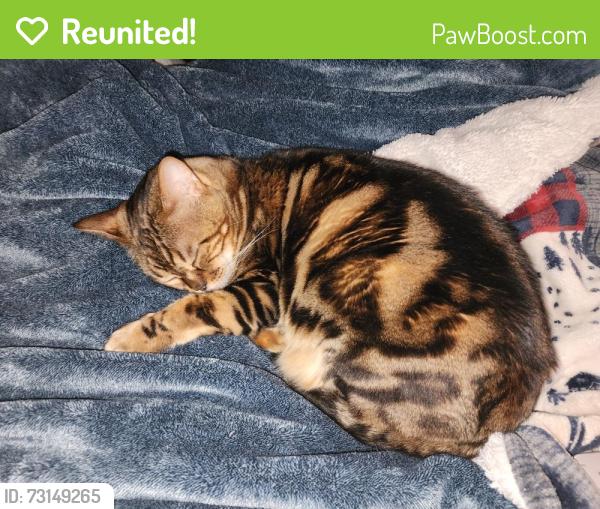 Reunited Male Cat last seen Gilbert Rd & Pueblo, Mesa, AZ 85204