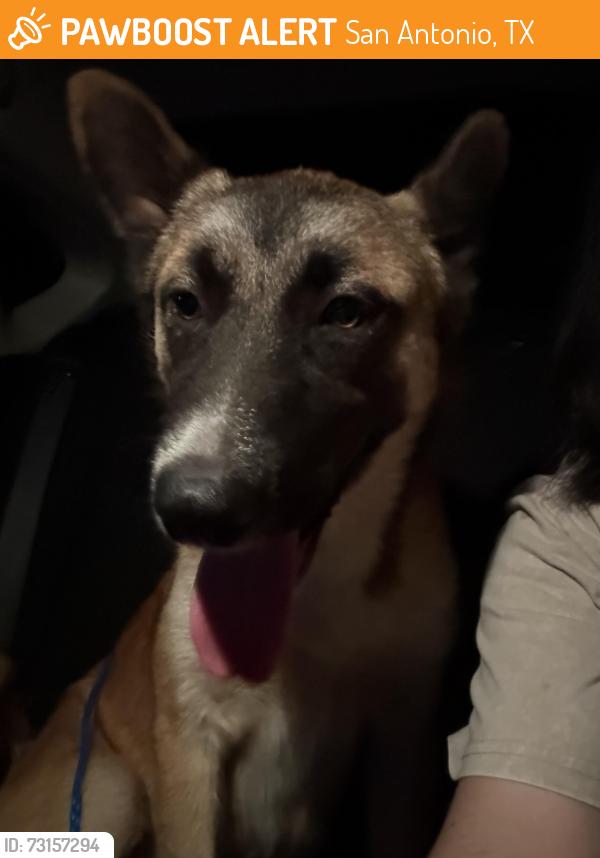 Found/Stray Unknown Dog last seen Hidden plains st behind the gas stations on Les Harrison, San Antonio, TX 78250