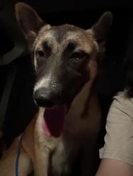 Found/Stray Unknown Dog last seen Hidden plains st behind the gas stations on Les Harrison, San Antonio, TX 78250
