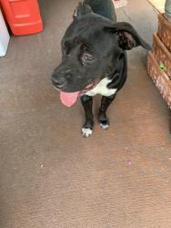 Lost Female Dog last seen Alfredo Lane, Jacksonville, FL 32244