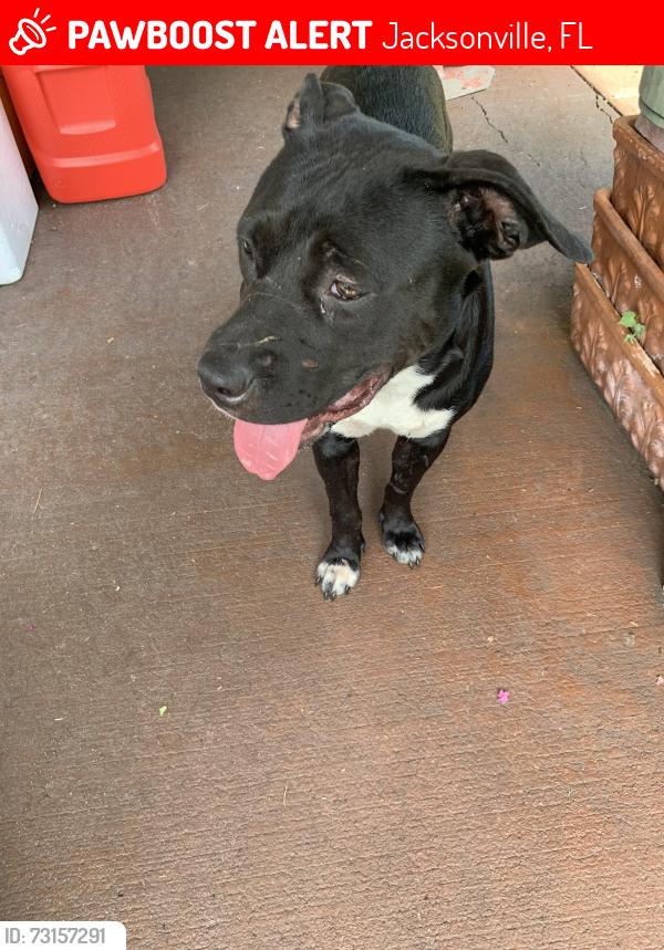 Lost Female Dog last seen Alfredo Lane, Jacksonville, FL 32244