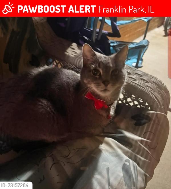 Lost Male Cat last seen Chestnut and Grand Ave by Underpass Bar, and between Martens St and Edgington, Franklin Park, IL 60131