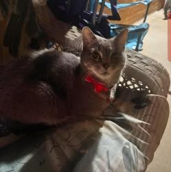 Lost Male Cat last seen Chestnut and Grand Ave by Underpass Bar, and between Martens St and Edgington, Franklin Park, IL 60131