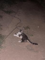 Found/Stray Male Cat last seen San Pedro Dr College Station, College Station, TX 77845