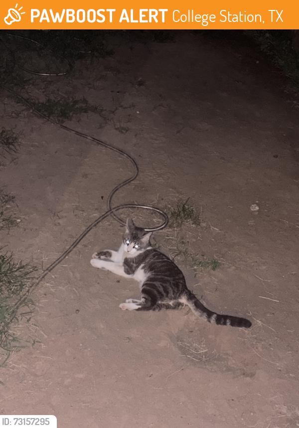 Found/Stray Male Cat last seen San Pedro Dr College Station, College Station, TX 77845