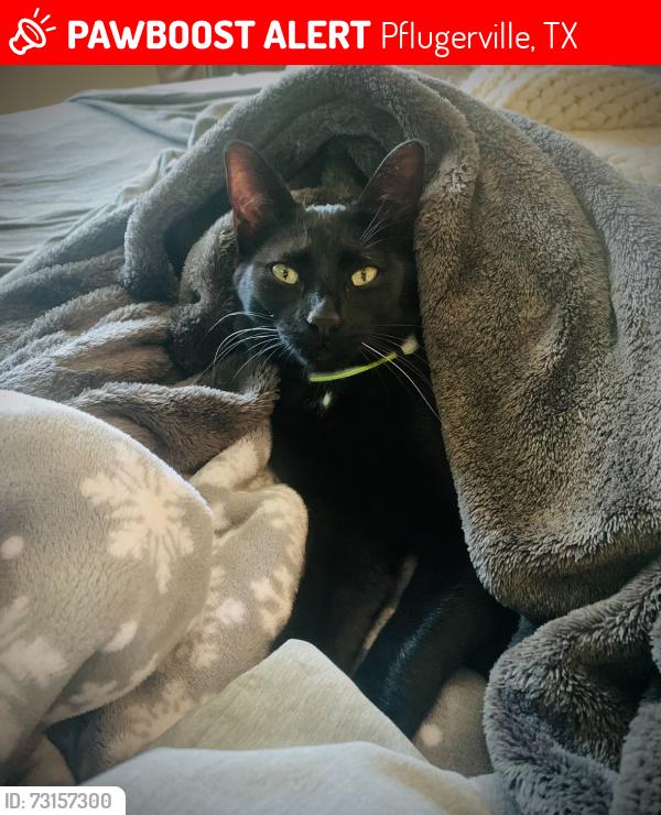 Lost Female Cat last seen Katmai circle and fire island, Pflugerville, TX 78660