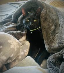 Lost Female Cat last seen Katmai circle and fire island, Pflugerville, TX 78660