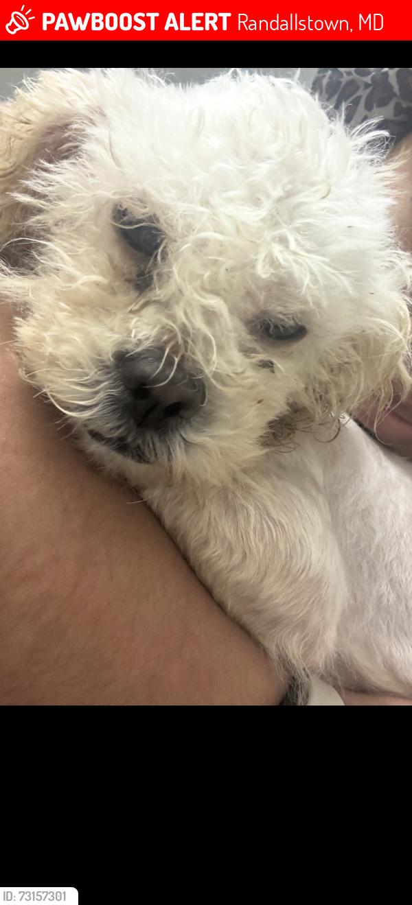 Lost Female Dog last seen Mary Ridge Dr, Randallstown, MD 21133