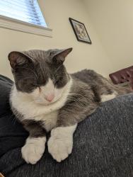 Lost Male Cat last seen Cartwright Drive, Cave Spring, VA 24018