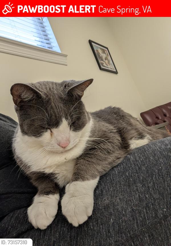 Lost Male Cat last seen Cartwright Drive, Cave Spring, VA 24018