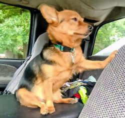 Reunited Female Dog last seen The Limestone Ruritan Park, Limestone, TN 37681