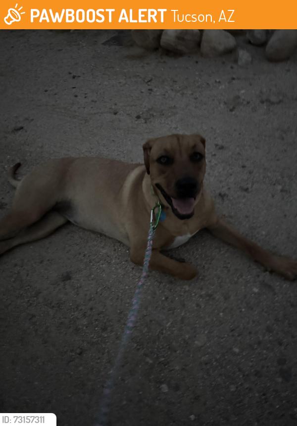 Found/Stray Female Dog last seen Tucson Chinese Cultural Center, Tucson, AZ 85704