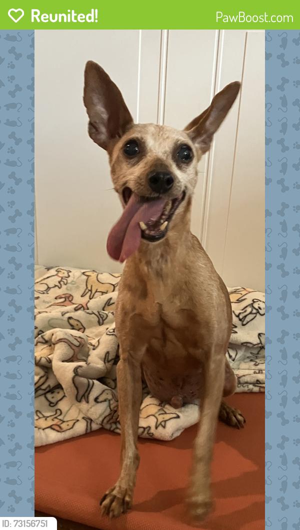 Reunited Male Dog last seen 52nd St, Philadelphia, PA 19139