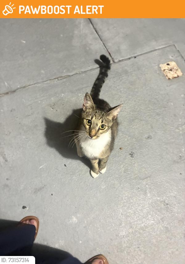 Found/Stray Female Cat last seen N terradas lane, Palm Beach County, FL 33428