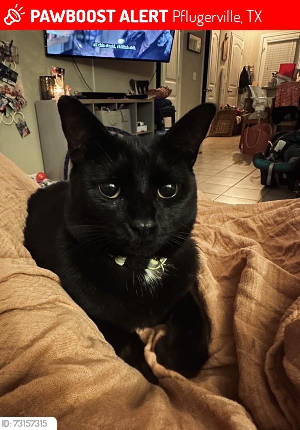 Lost Female Cat last seen Katmai Circle and Fire Island, Pflugerville, TX 78660