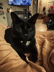 Lost Female Cat last seen Katmai Circle and Fire Island, Pflugerville, TX 78660