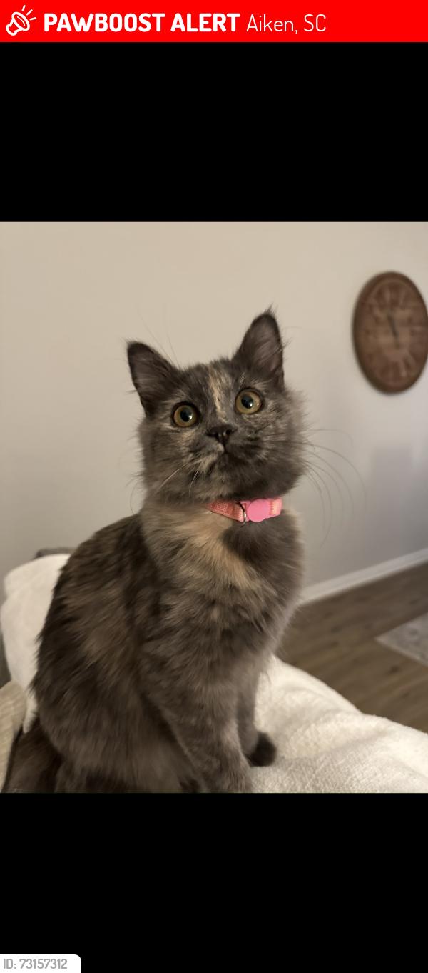 Lost Female Cat last seen Spencer dr Aiken sc, Aiken, SC 29803
