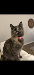 Lost Female Cat last seen Spencer dr Aiken sc, Aiken, SC 29803
