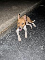 Reunited Female Dog last seen Near Flintridge Dr, Charlotte, NC 28212