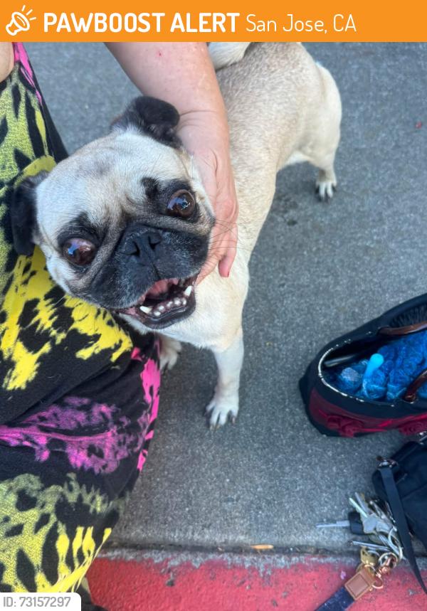 Found/Stray Male Dog last seen Chynoweth and Snell / South San Jose, San Jose, CA 95123