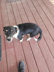 Found/Stray Female Dog last seen Victor St, San Bernardino County, CA 92371
