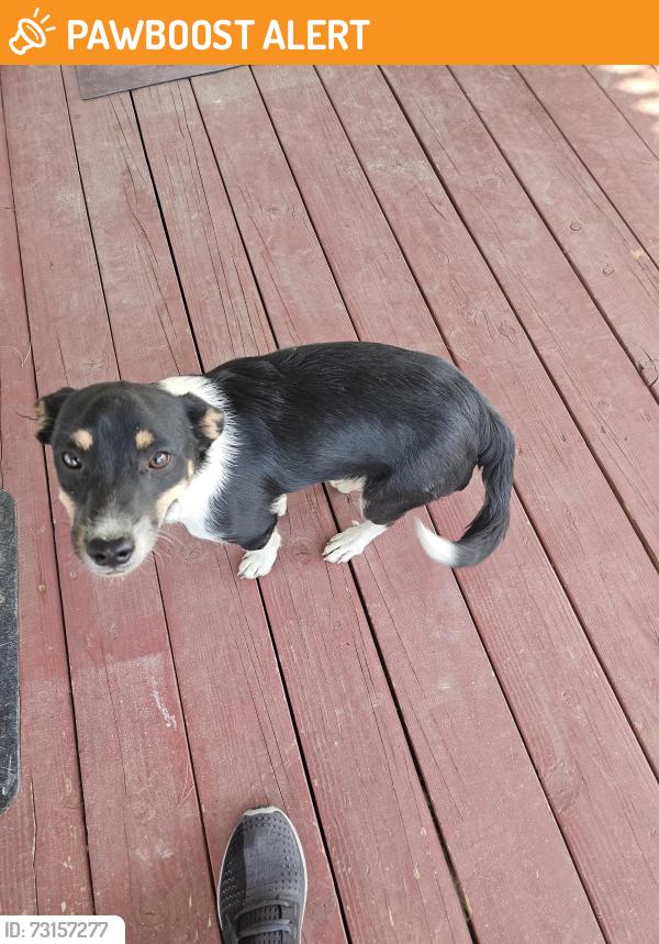 Surrendered Female Dog last seen Victor St, San Bernardino County, CA 92371
