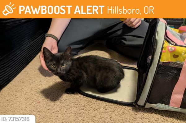Found/Stray Male Cat last seen Tanager Circle & Meadowlark Drive, Hillsboro, OR 97123