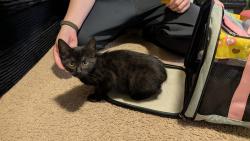 Found/Stray Male Cat last seen Tanager Circle & Meadowlark Drive, Hillsboro, OR 97123