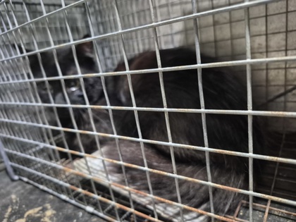 Shelter Stray Unknown Cat last seen Near Foxwooddd trail, Pamlico County, NC, 1639 Old Airport Rd, New Bern, NC 28562, USA