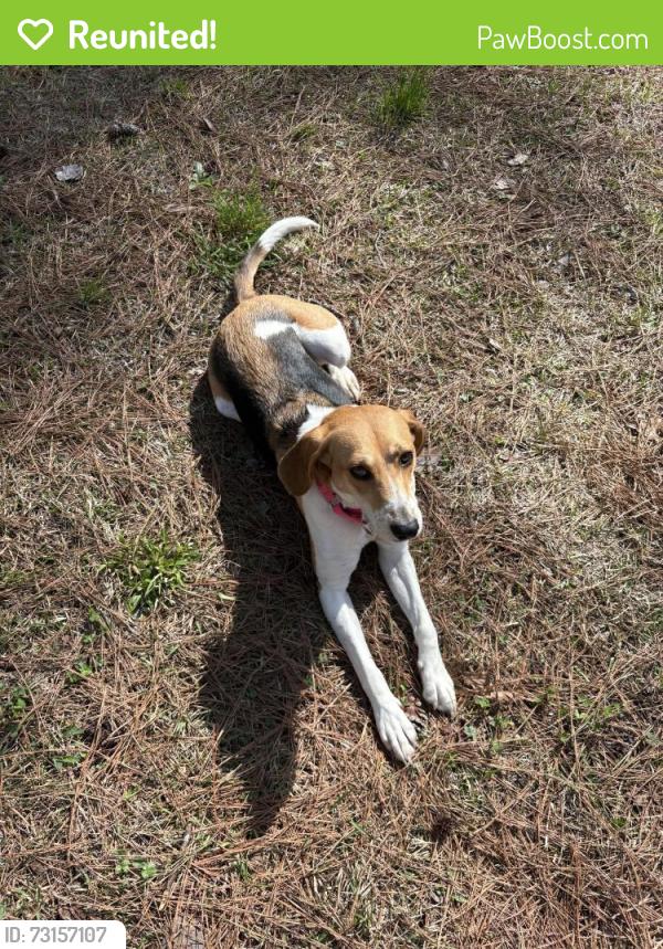 Reunited Female Dog last seen Fern hill rd, knotty pine ln, Troutman, NC 28166