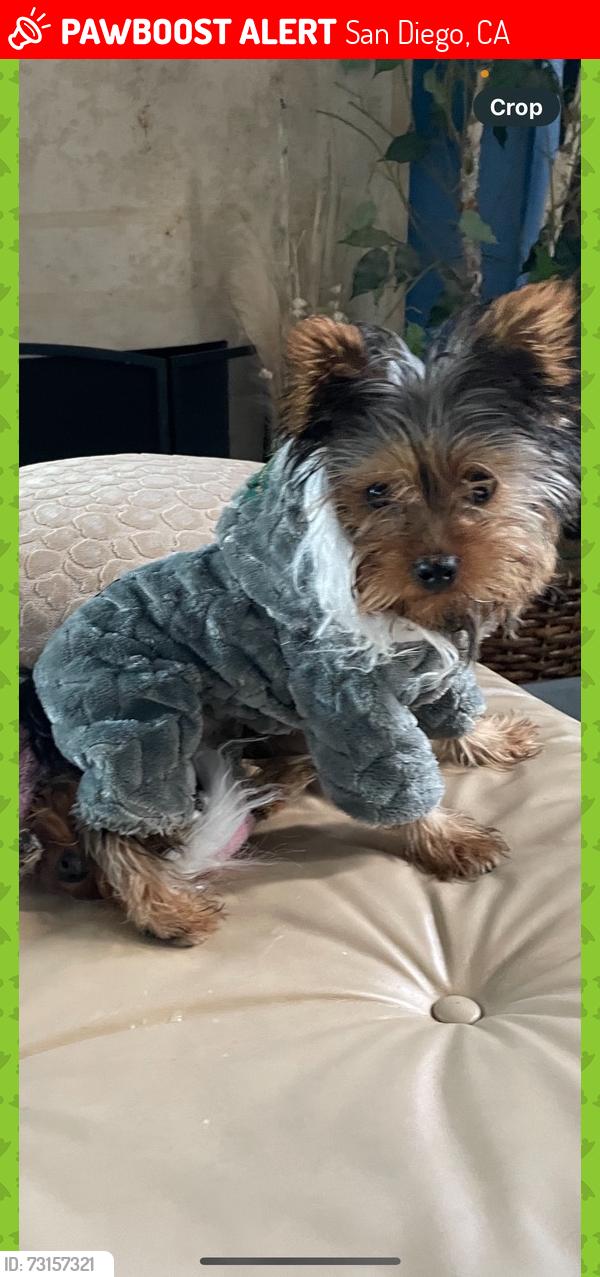 Lost Male Dog last seen Tooma and acacia and woodman, San Diego, CA 92139