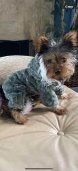 Lost Male Dog last seen Tooma and acacia and woodman, San Diego, CA 92139