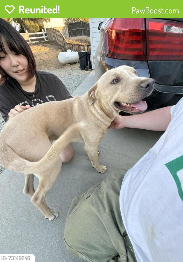 Reunited Male Dog last seen Spanish Oaks Dr, Temecula, CA 92592