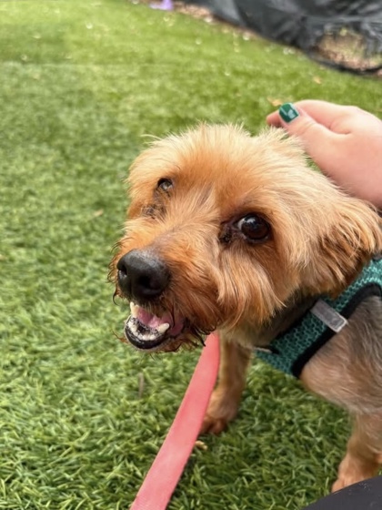 Shelter Stray Male Dog last seen Near Deer Ridge dr Apt 204, 21210, MD, 301 Stockholm St, Baltimore, MD 21230, USA