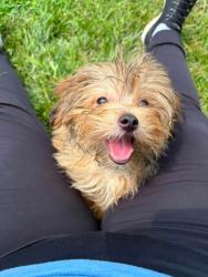 Shelter Stray Female Dog last seen Near Deer Ridge dr Apt 204, 21210, MD, 301 Stockholm St, Baltimore, MD 21230, USA