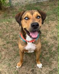 Shelter Stray Male Dog last seen GULF AVE, Crystal River, FL, 4030 S Airport Rd, Inverness, FL 34450, USA