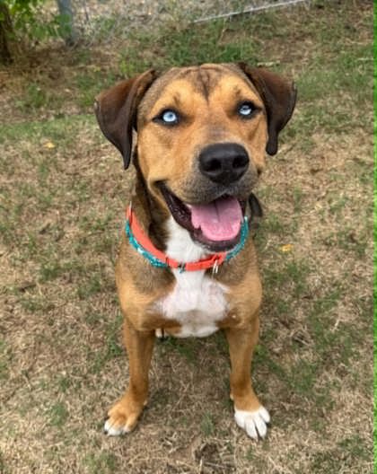 Shelter Stray Male Dog last seen GULF AVE, Crystal River, FL, 4030 S Airport Rd, Inverness, FL 34450, USA