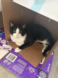 Lost Male Cat last seen Near Marquette Ave NE Albuquerque, NM 87108 United States, Albuquerque, NM 87108
