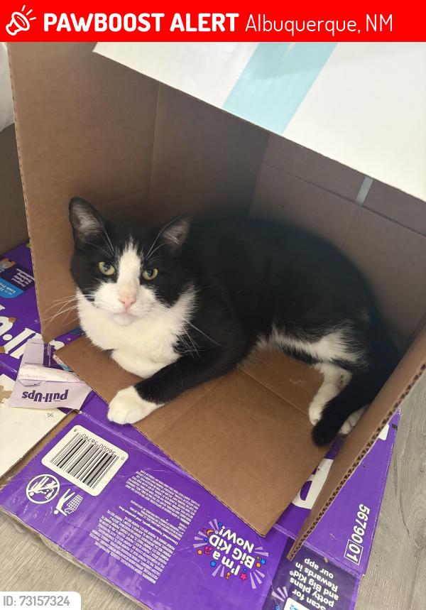 Lost Male Cat last seen Near Marquette Ave NE Albuquerque, NM 87108 United States, Albuquerque, NM 87108