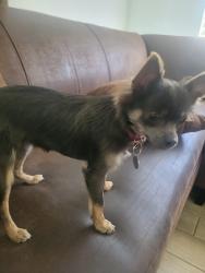 Lost Female Dog last seen I avenue, Hesperia, CA 92345
