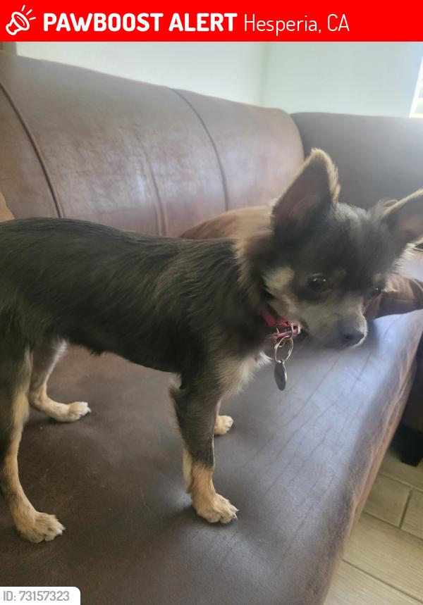 Lost Female Dog last seen I avenue, Hesperia, CA 92345