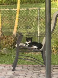 Reunited Female Cat last seen NW 49th Ave, Coconut Creek, FL 33063