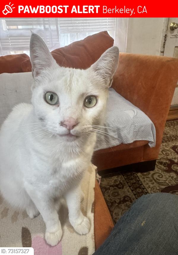 Lost Male Cat last seen Near th between Channing and bancroft, Berkeley, CA 94710